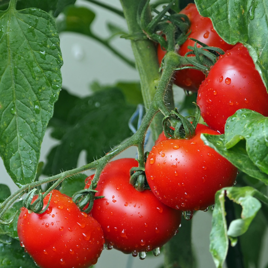 Nu är det dags att börja odla tomater!