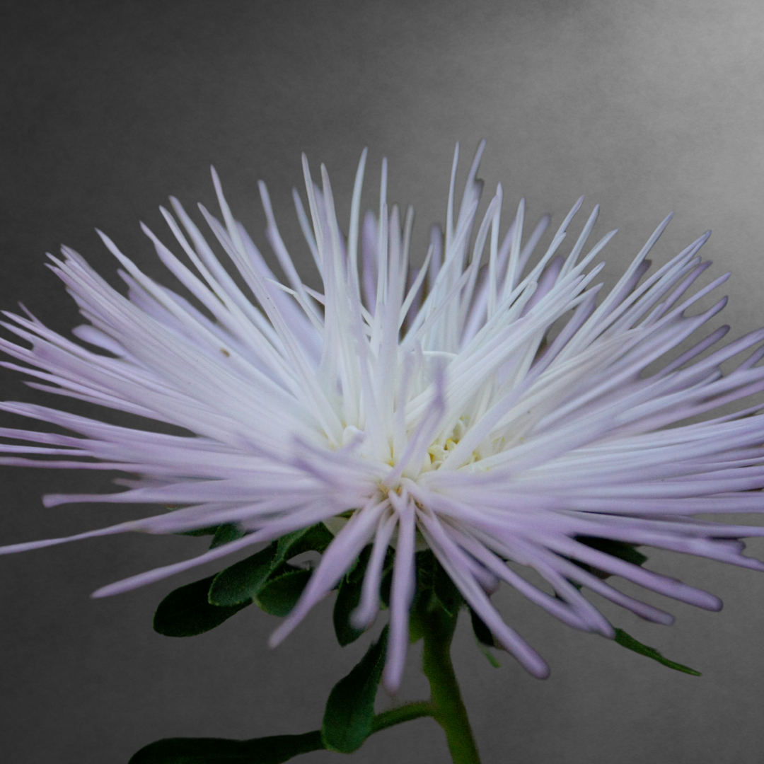 China Aster- Needle mixed