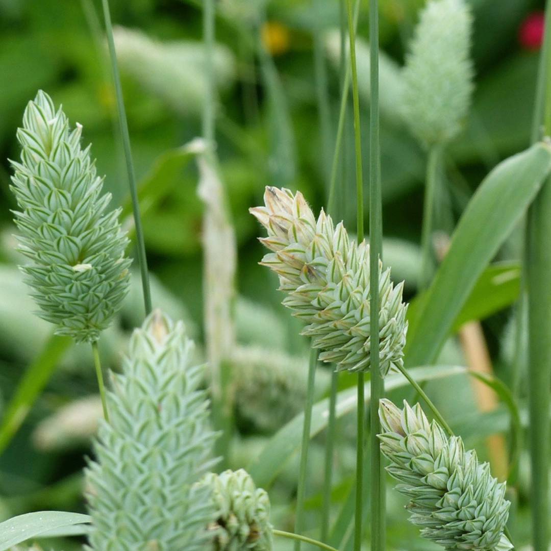 Kanariegräs- Canary Grass