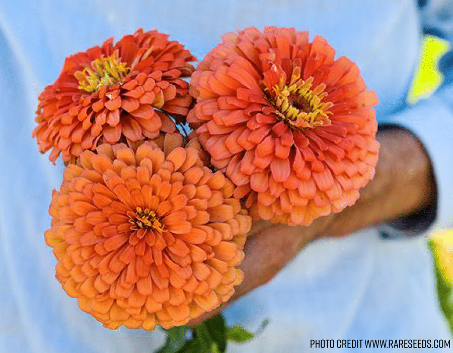Zinnia - Fröish mix