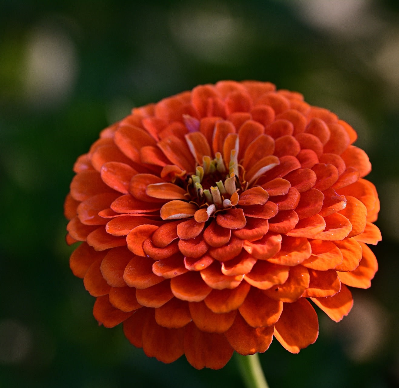 Zinnia -Fröish mix