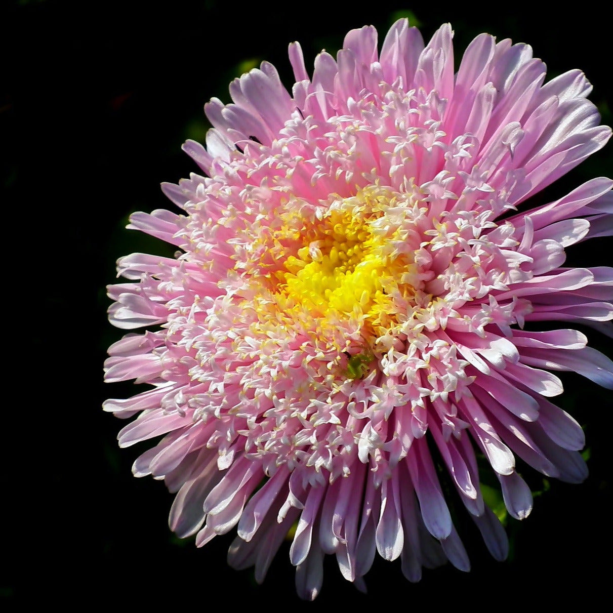 Sommaraster - Sidonia