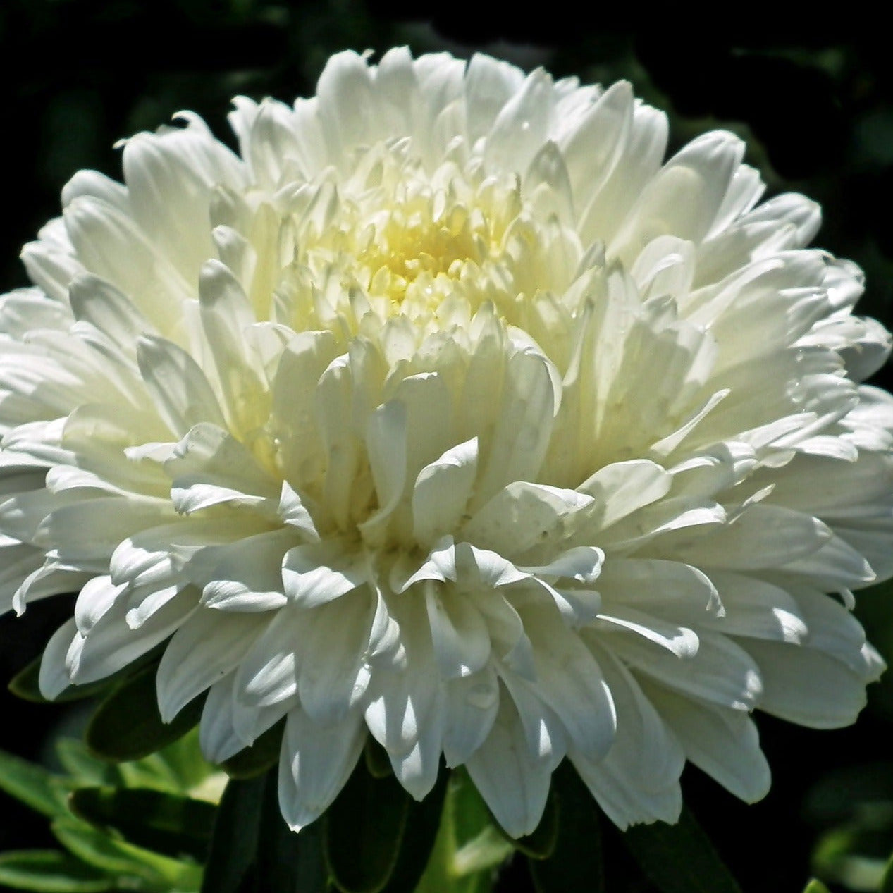 Sommaraster - Pionblommande Vit