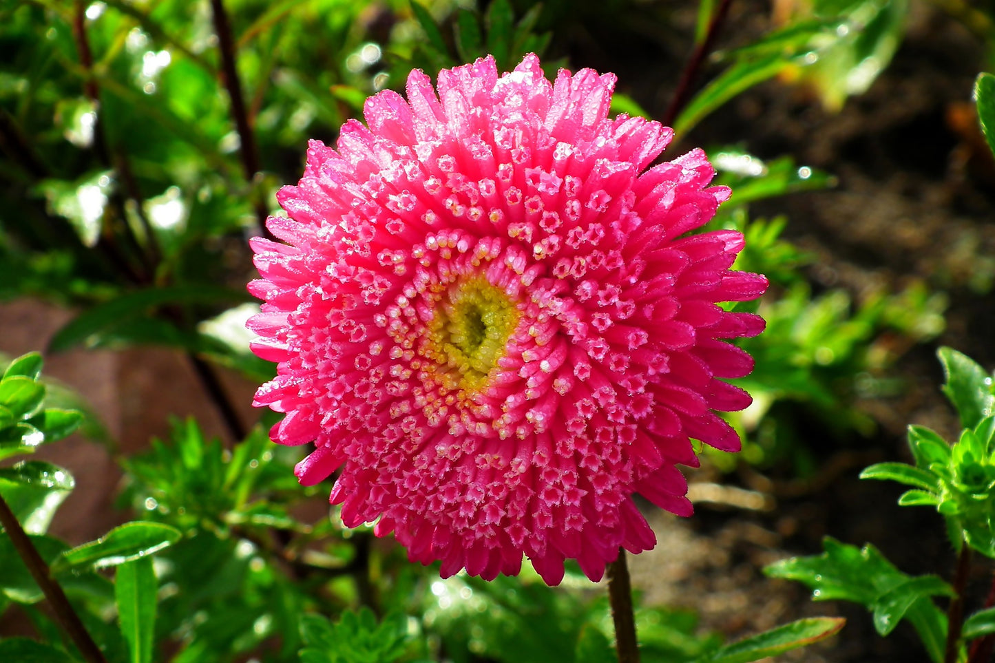 Sommaraster - Sidonia