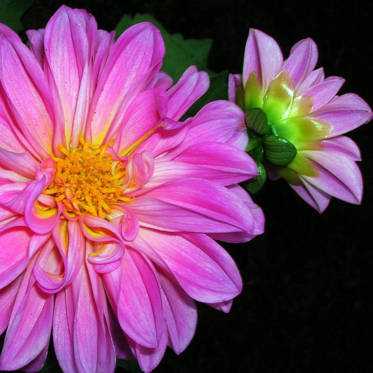 Dahlia - Dubbelblommande