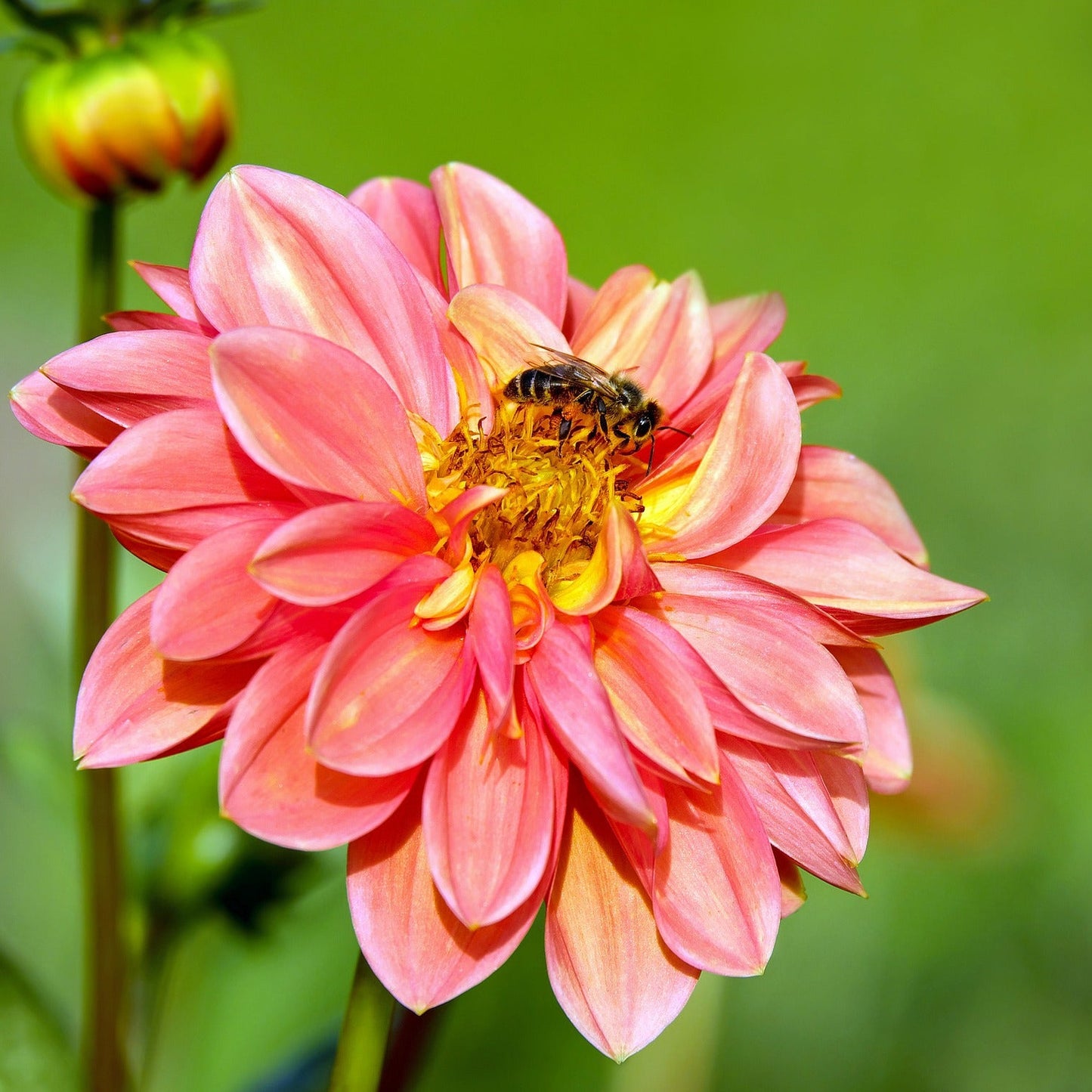 Dahlia - Dubbelblommande