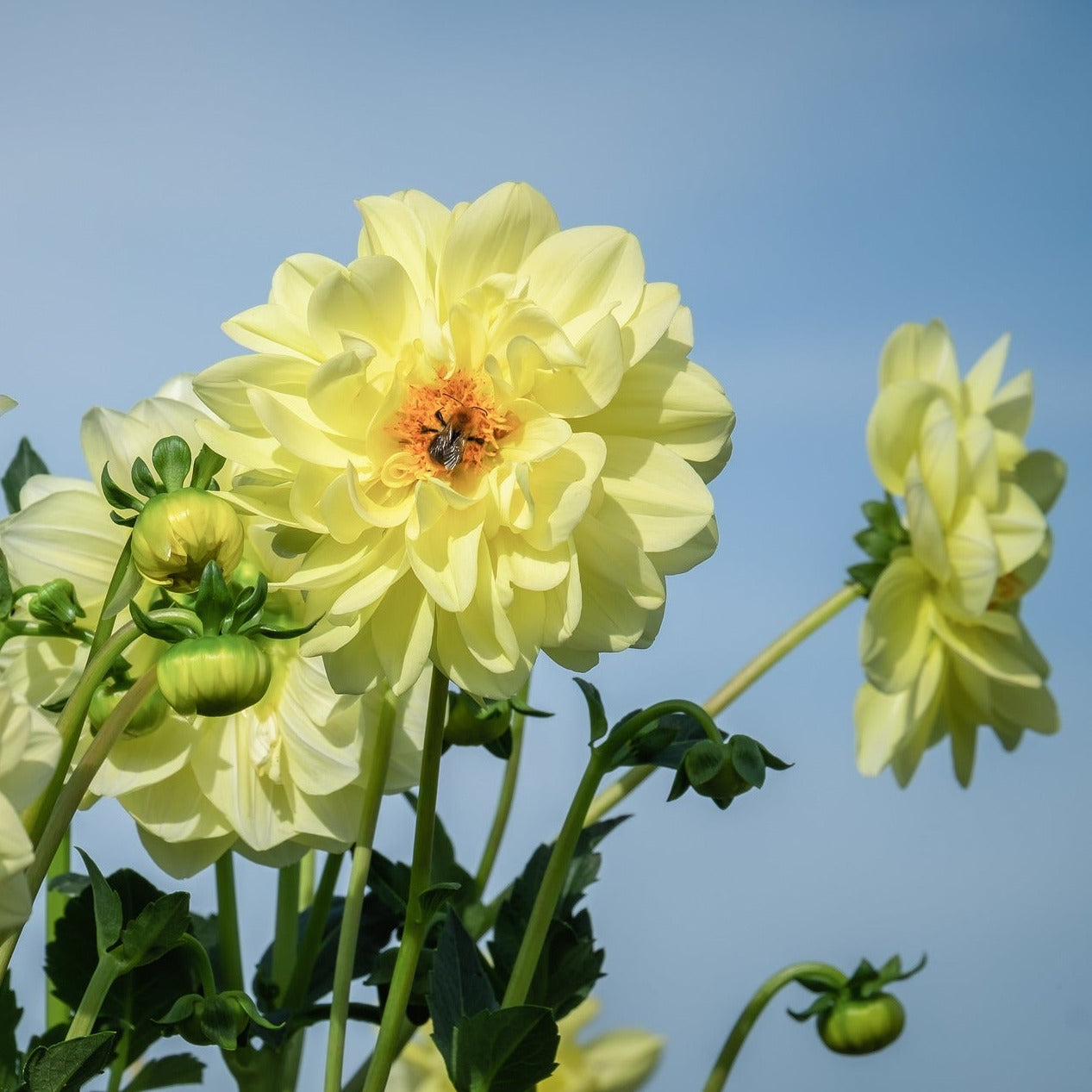 Dahlia - Dubbelblommande