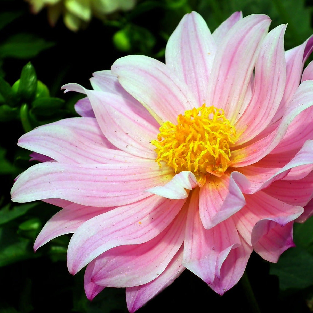 Dahlia - Dubbelblommande