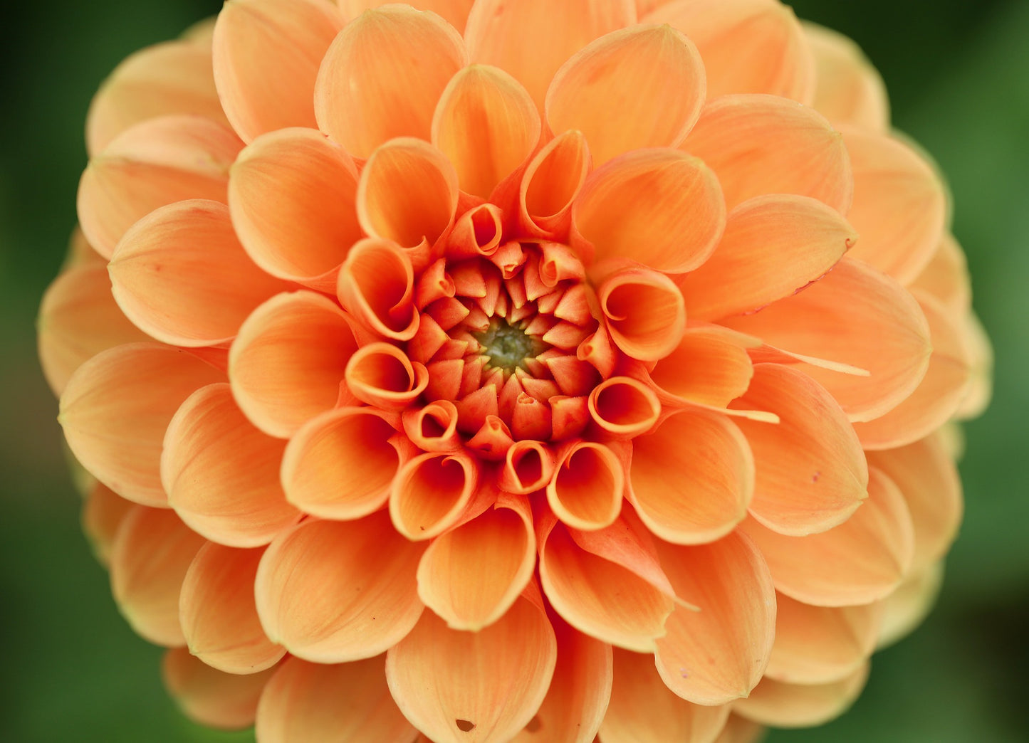 Dahlia frö
