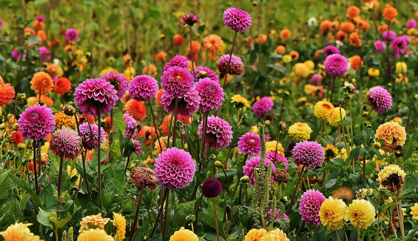 Dahlia frö