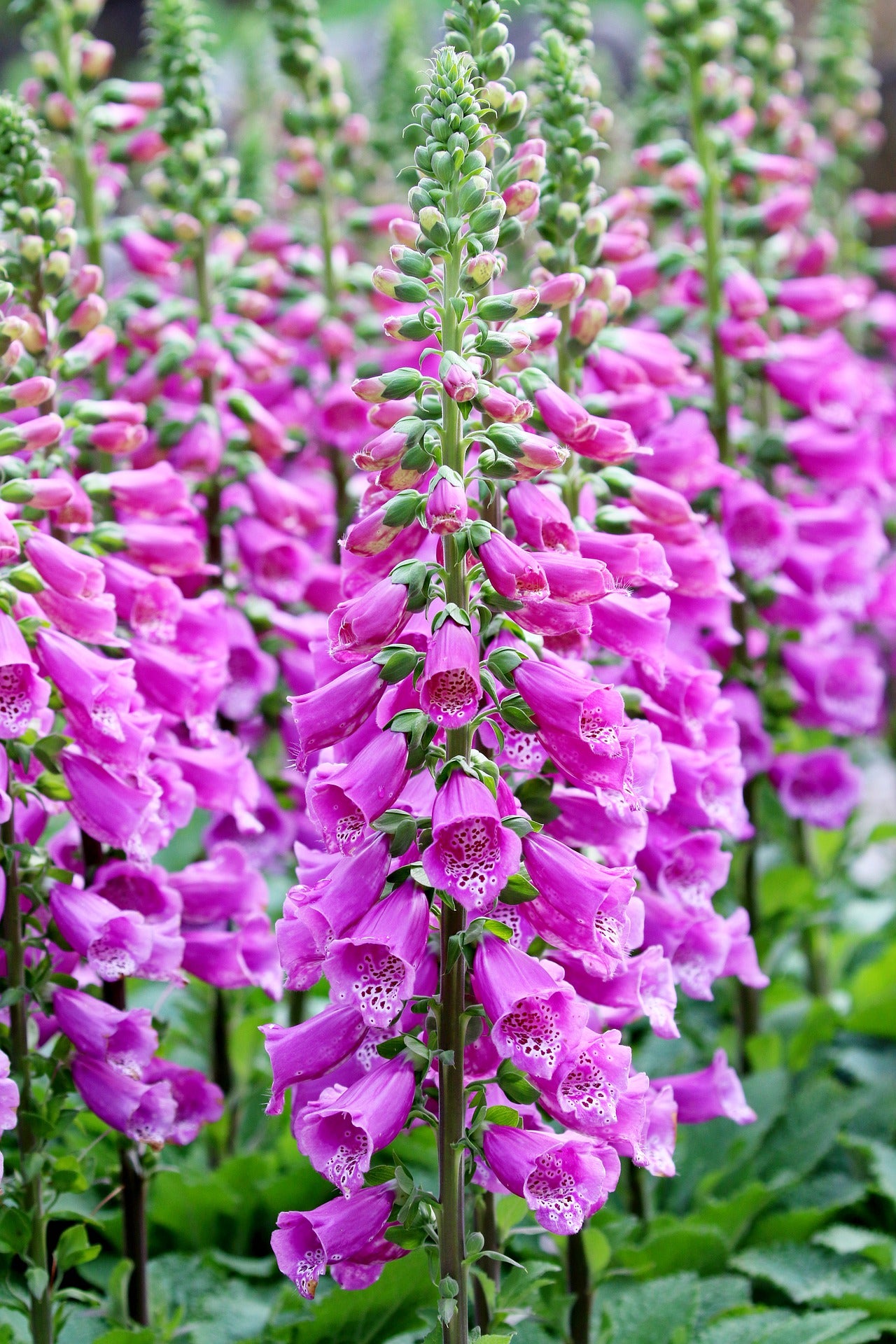 Fingerborgsblomma - Gloxiniaeflora Mix