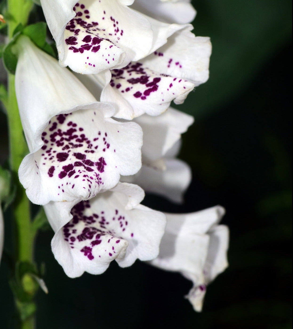 Fingerborgsblomma - Vit