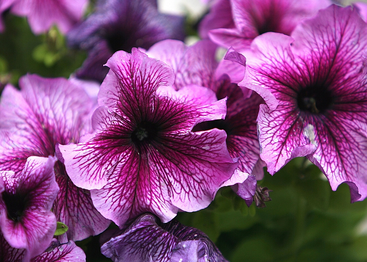 Petunia - X hybrida pendula mix