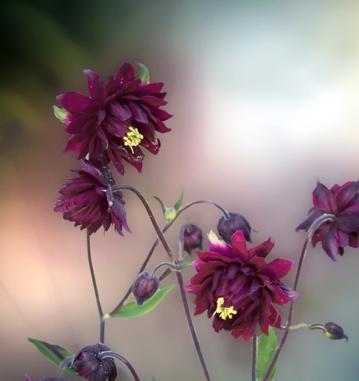 Akleja - Dubbla blommor