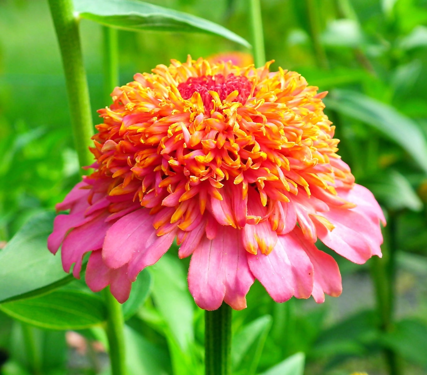 Zinnia - Elegans Scabiosae mix