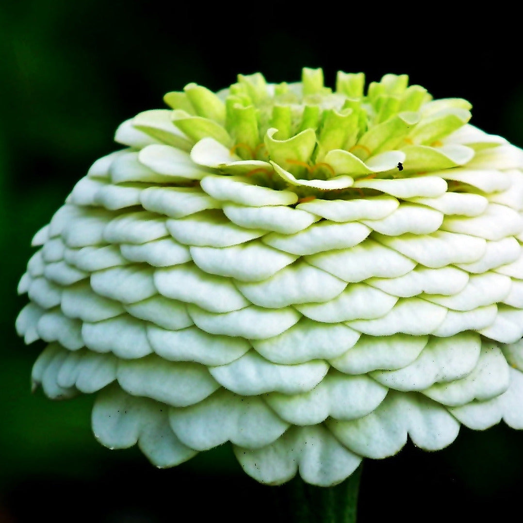 Zinnia - Envy