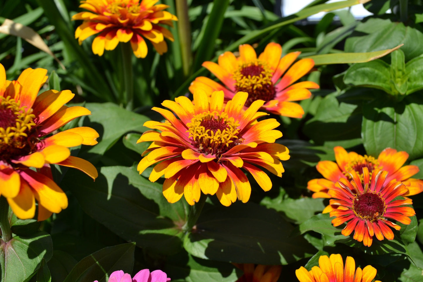 Zinnia - Persiska mattan