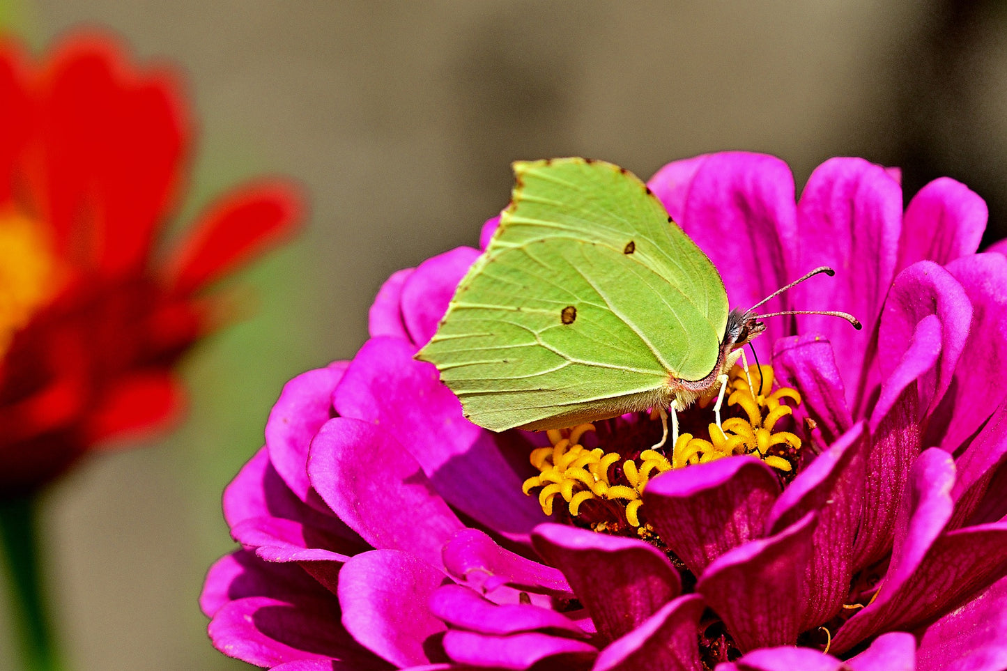 Zinnia - Violet Queen