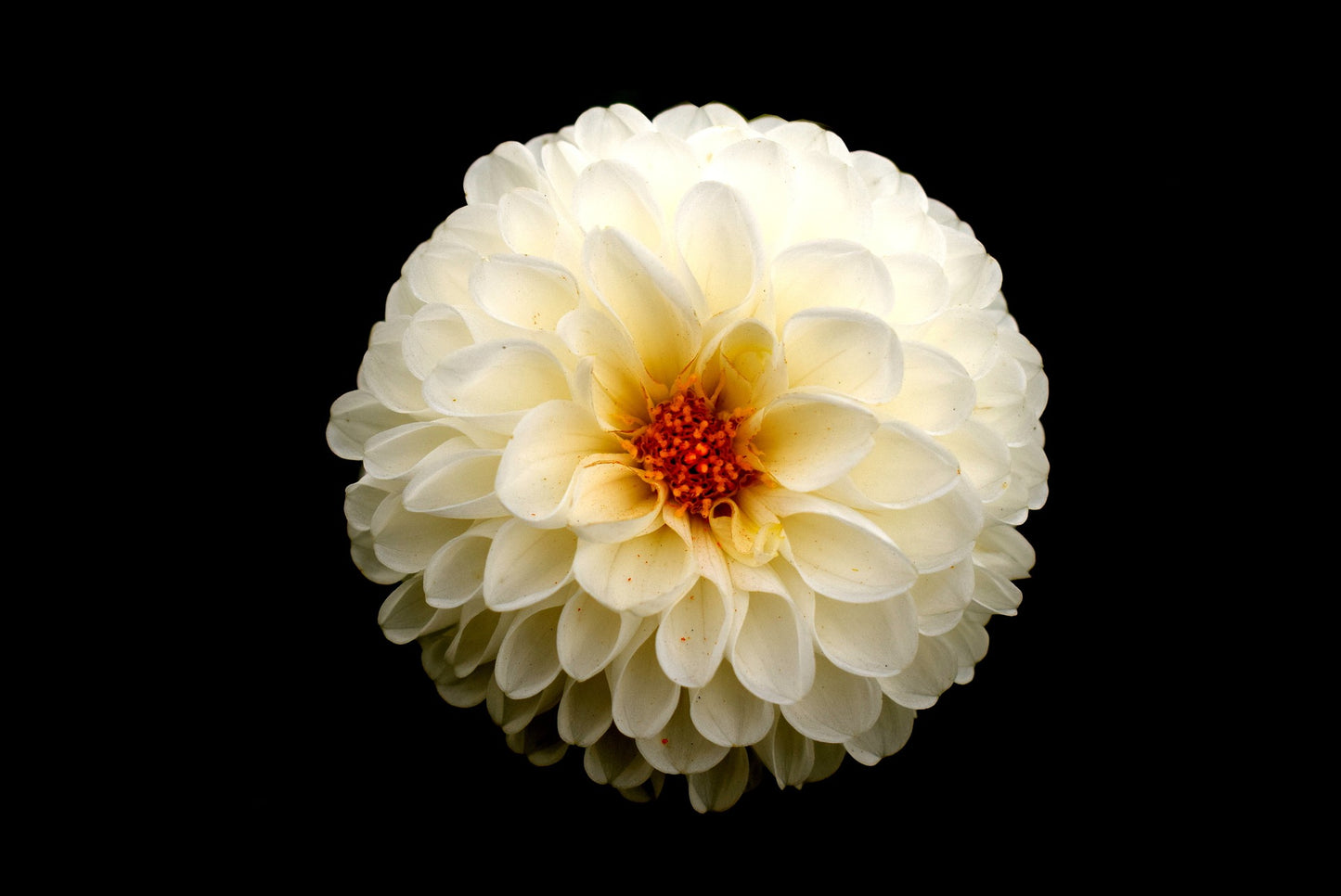Dahlia frö