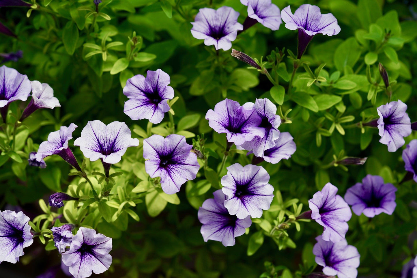 Petunia - X hybrida pendula mix
