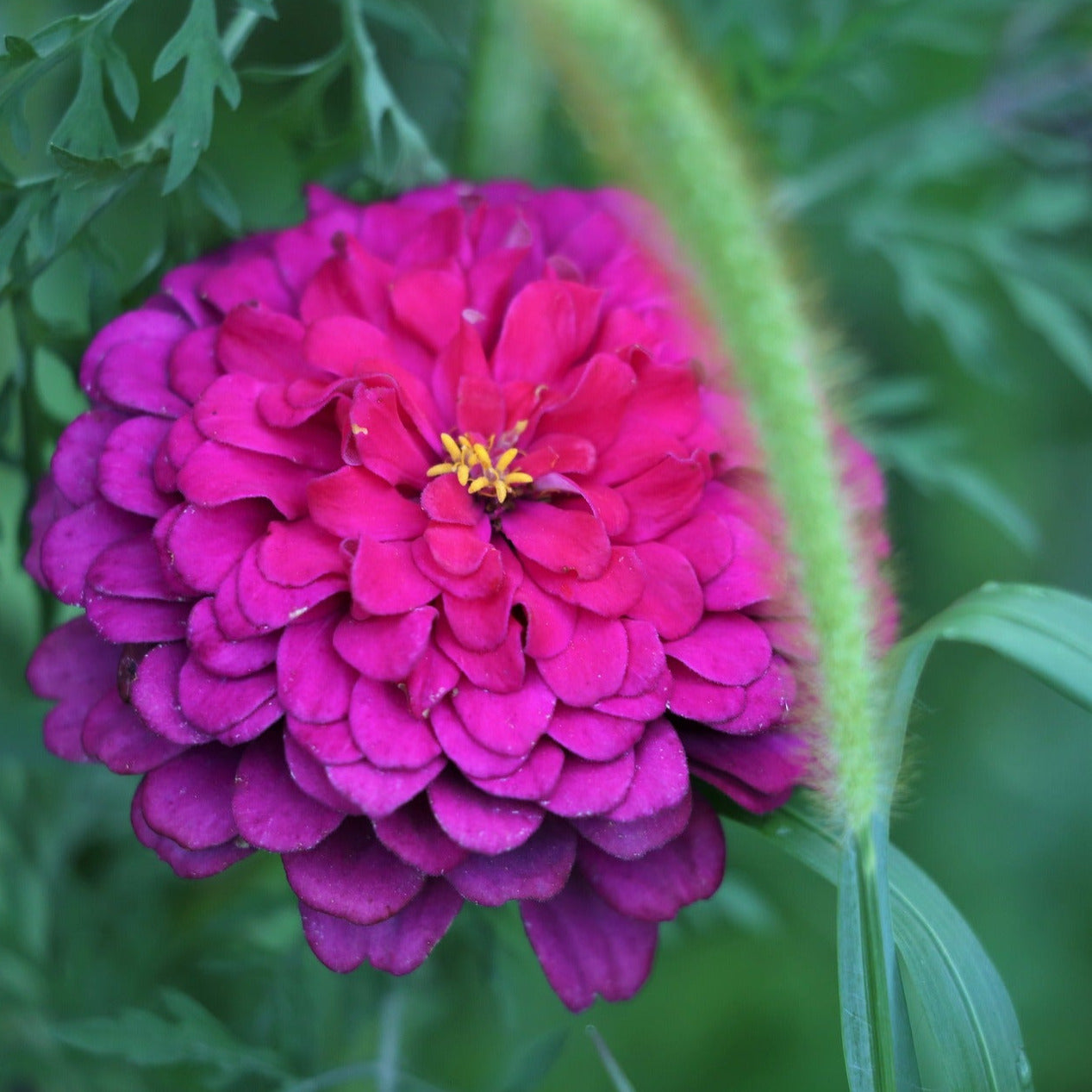Zinnia - Violet Queen