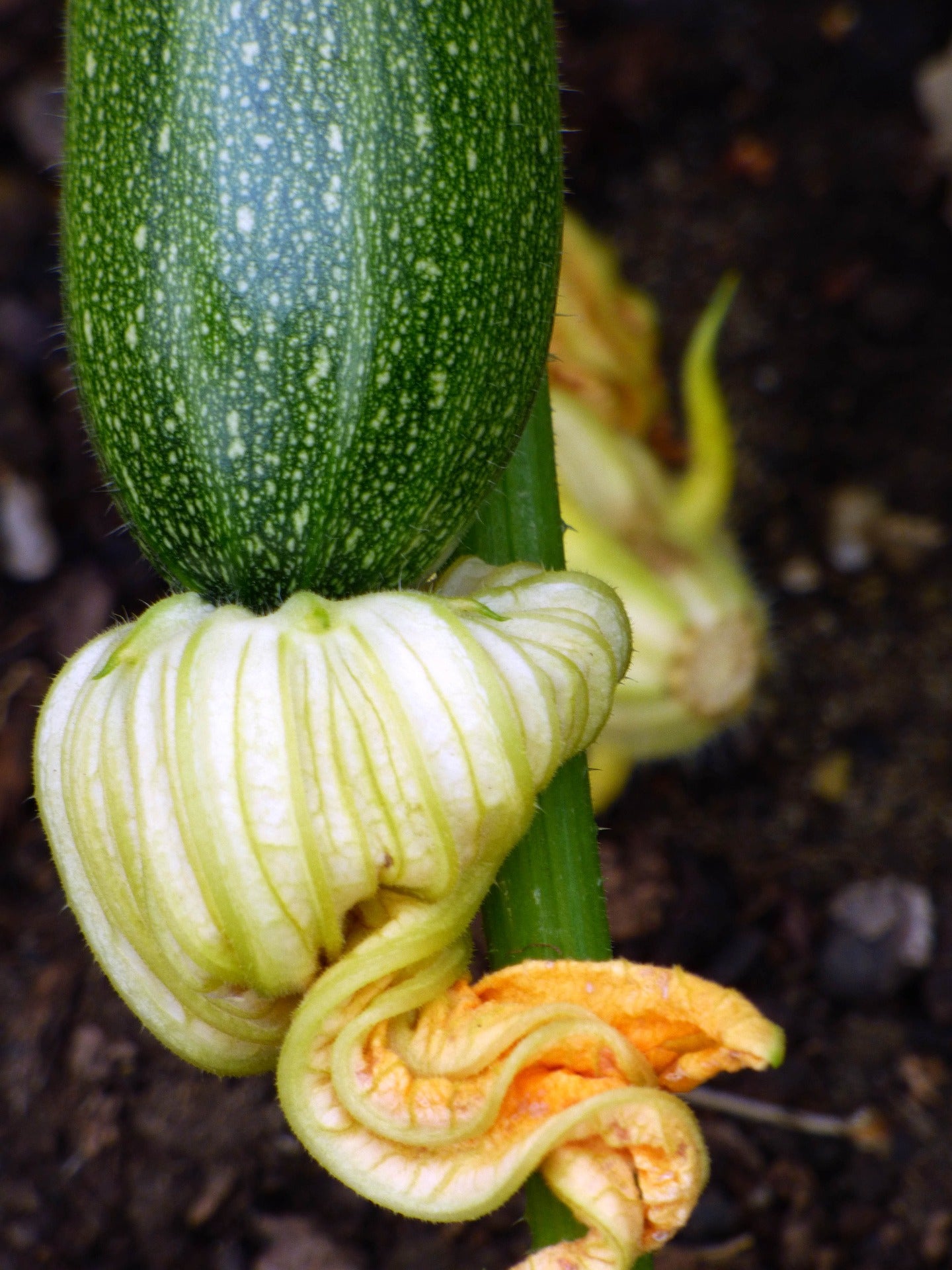 Squash - Astra Polka