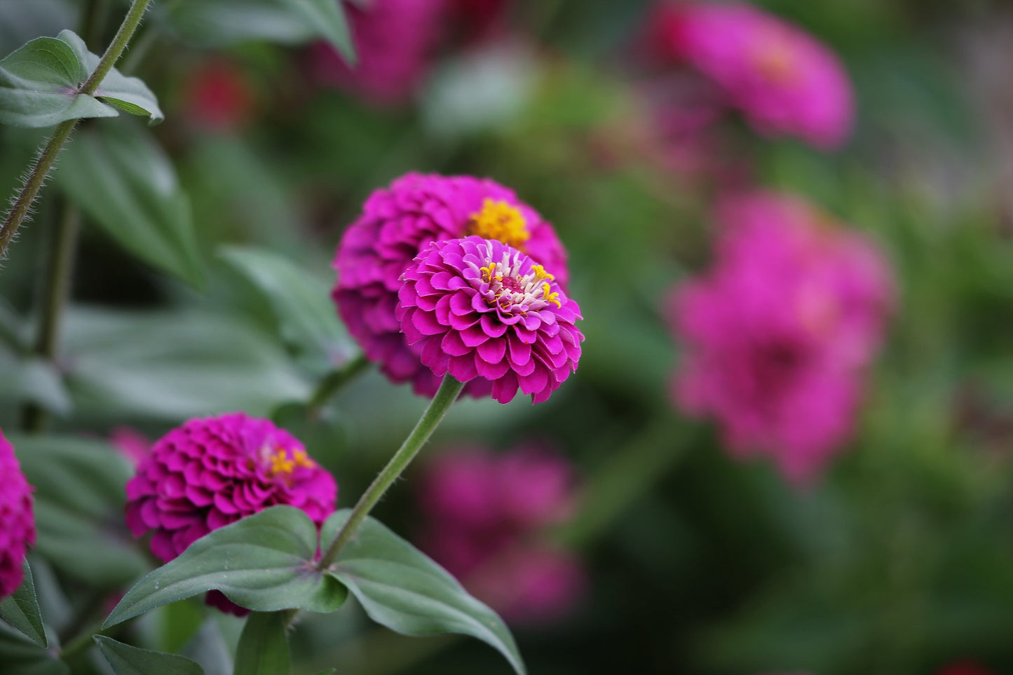 Zinnia - Violet Queen