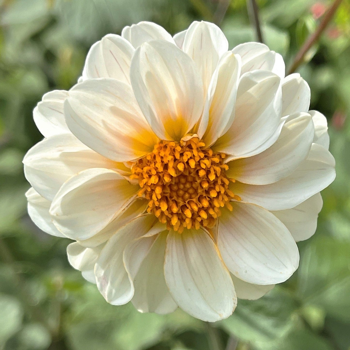 Dahlia - Dubbelblommande