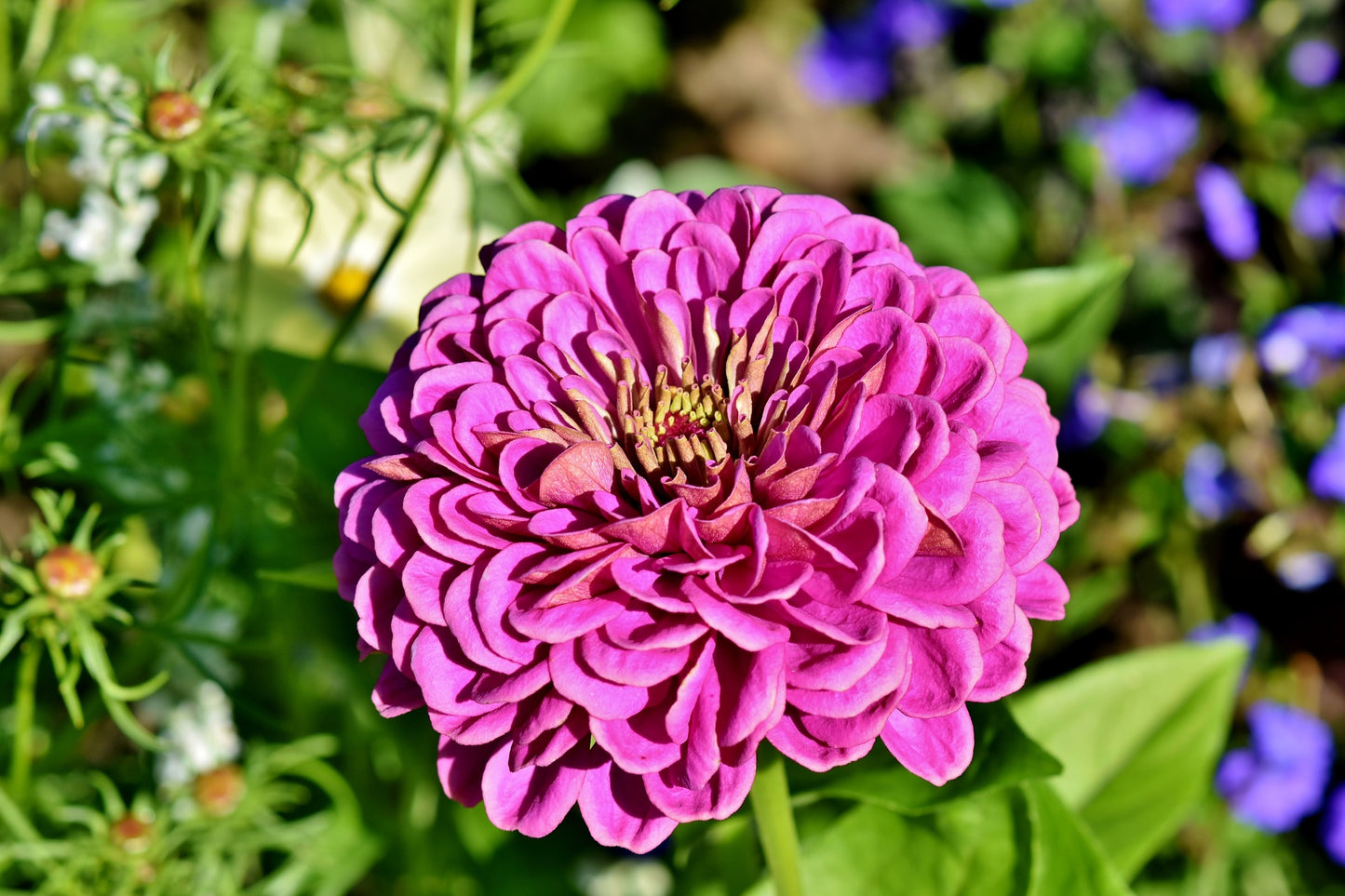 Zinnia - Violet Queen