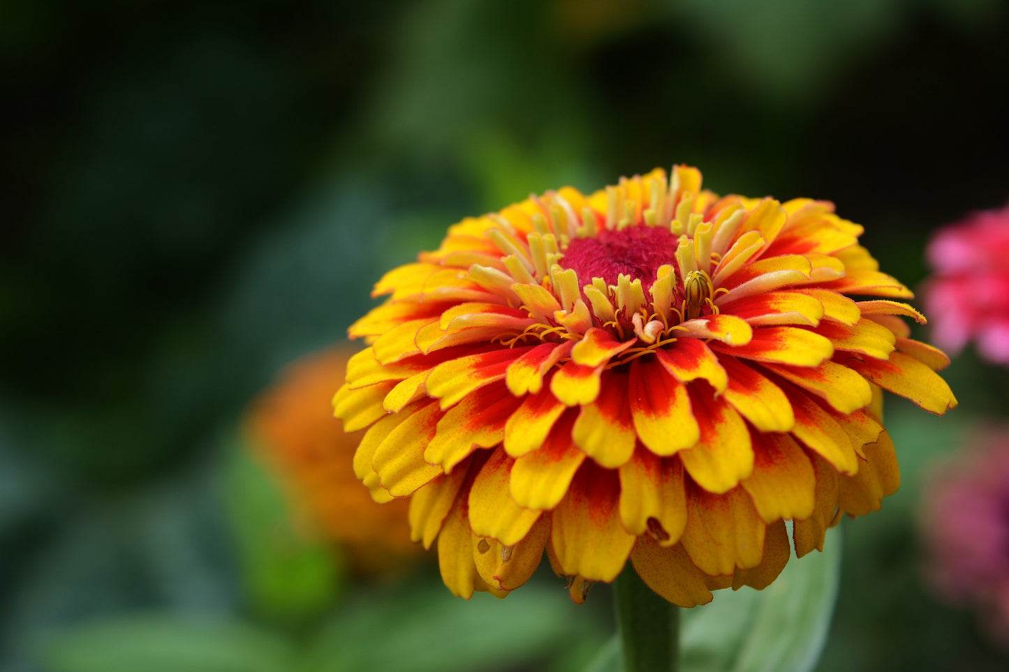 Zinnia - Persiska mattan