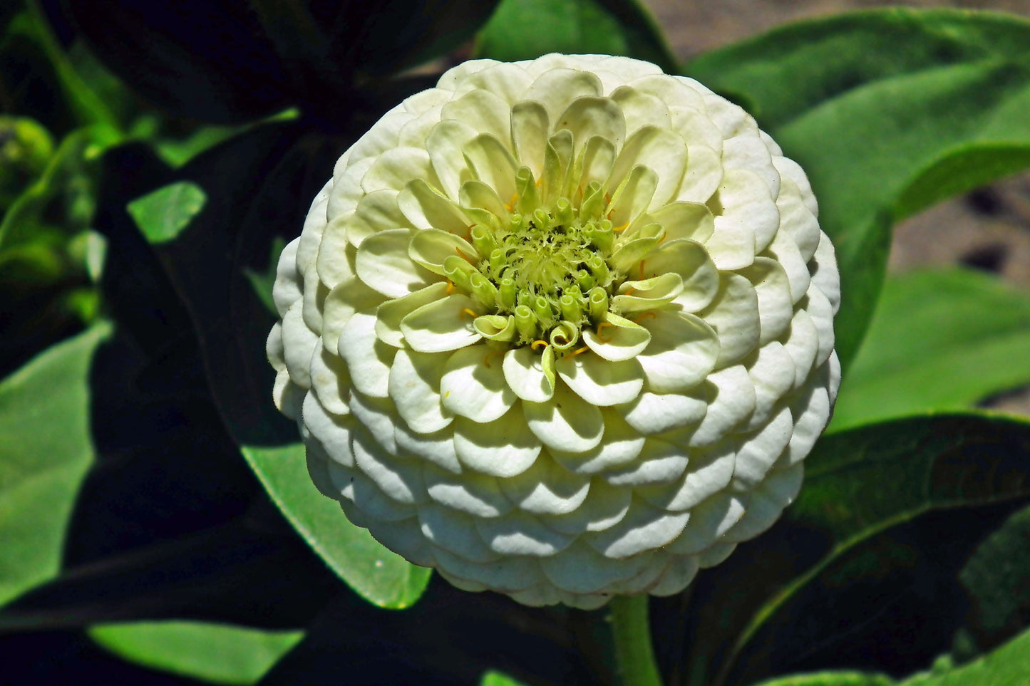 Zinnia - Fröish mix