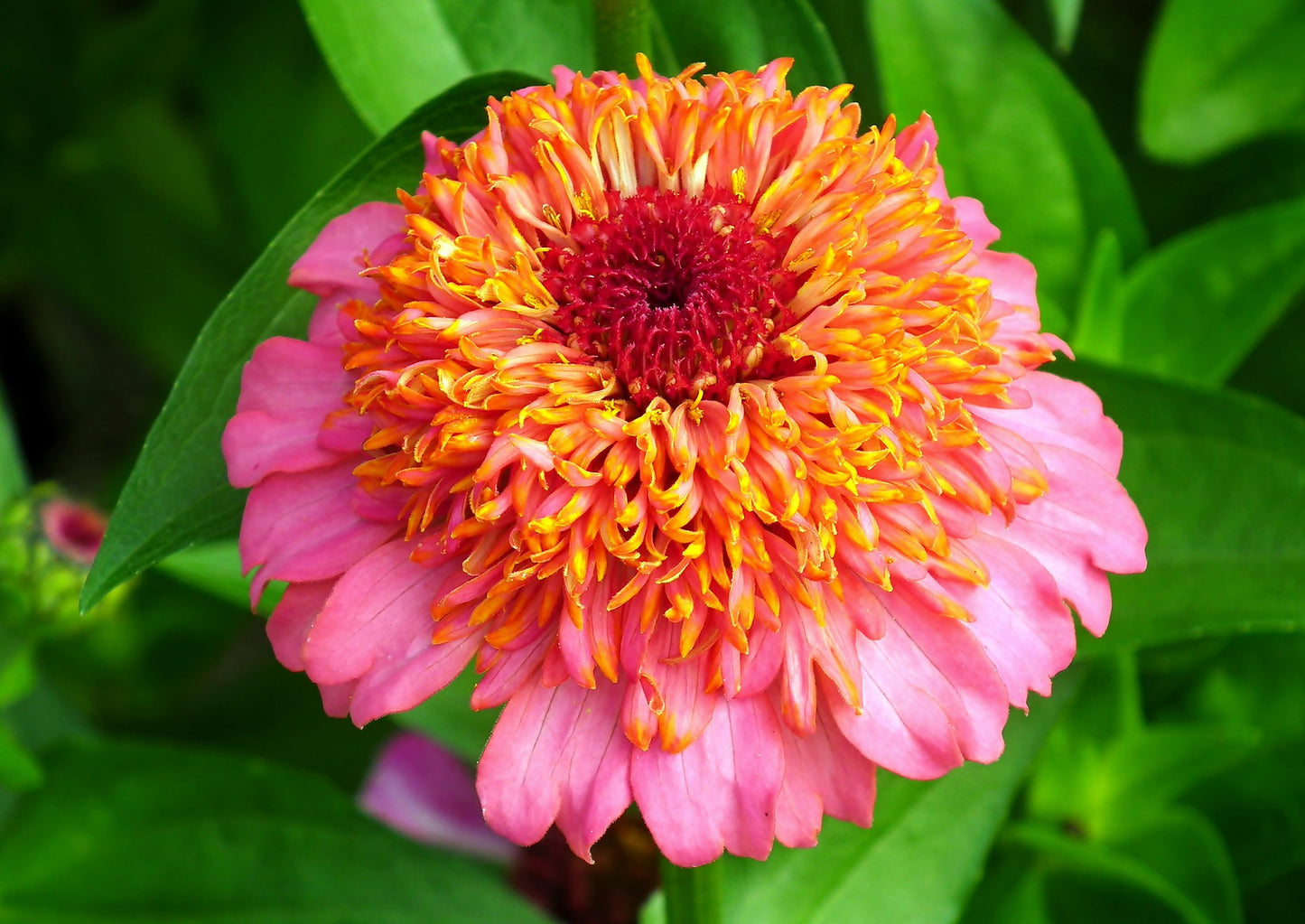 Zinnia - Elegans Scabiosae mix