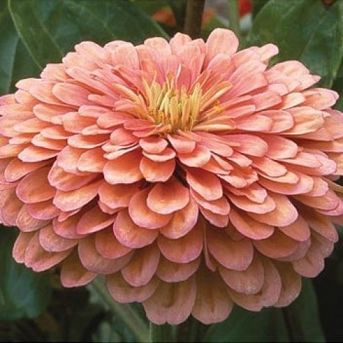 Zinnia - Fröish mix