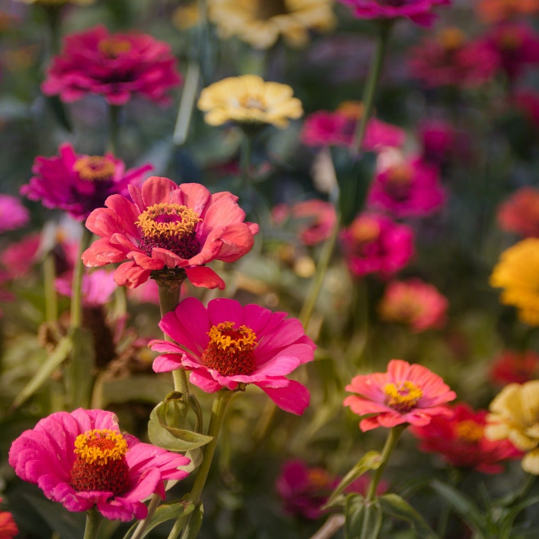 Zinnia - Fröish mix