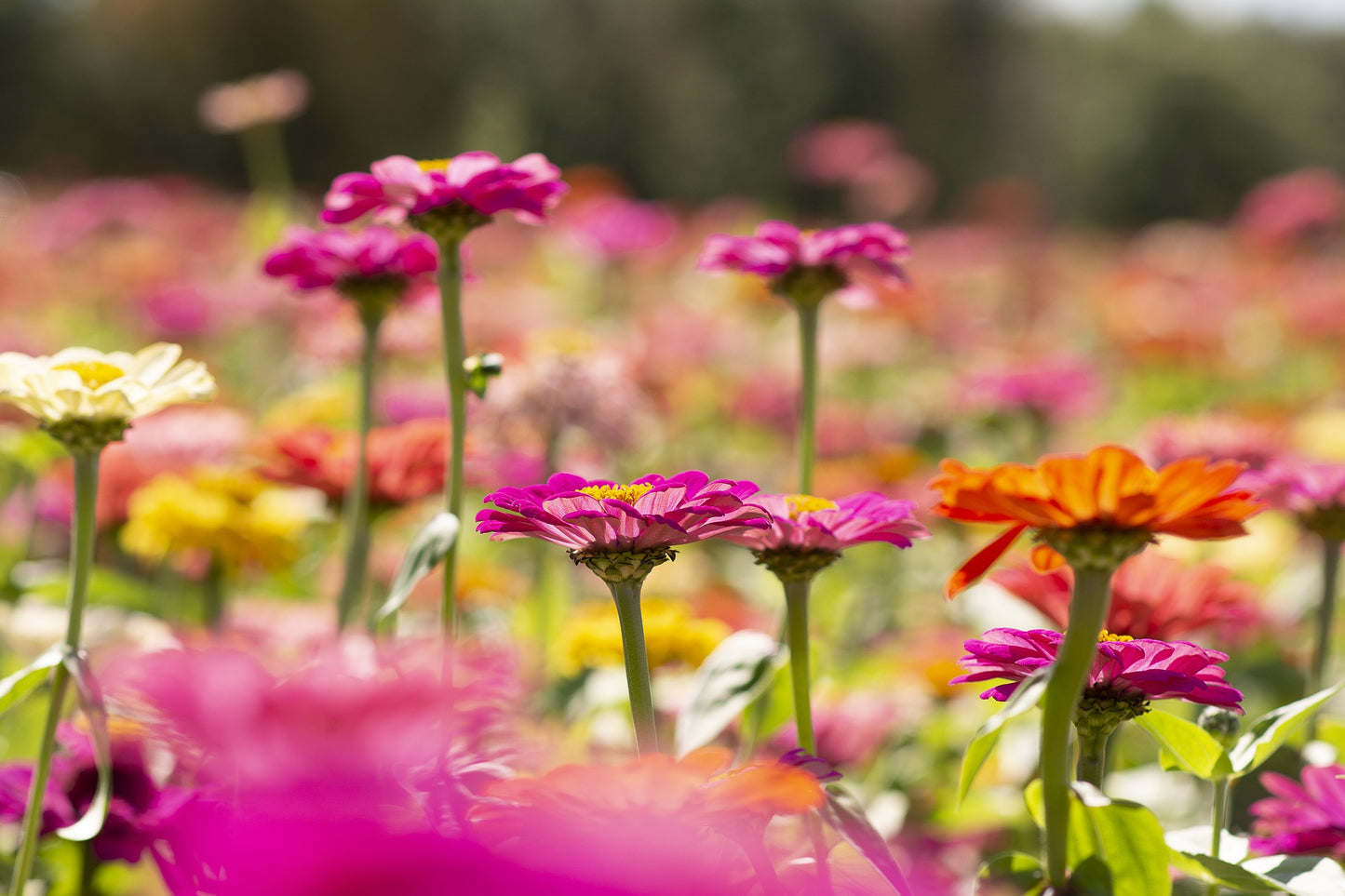 Zinnia -Fröish mix