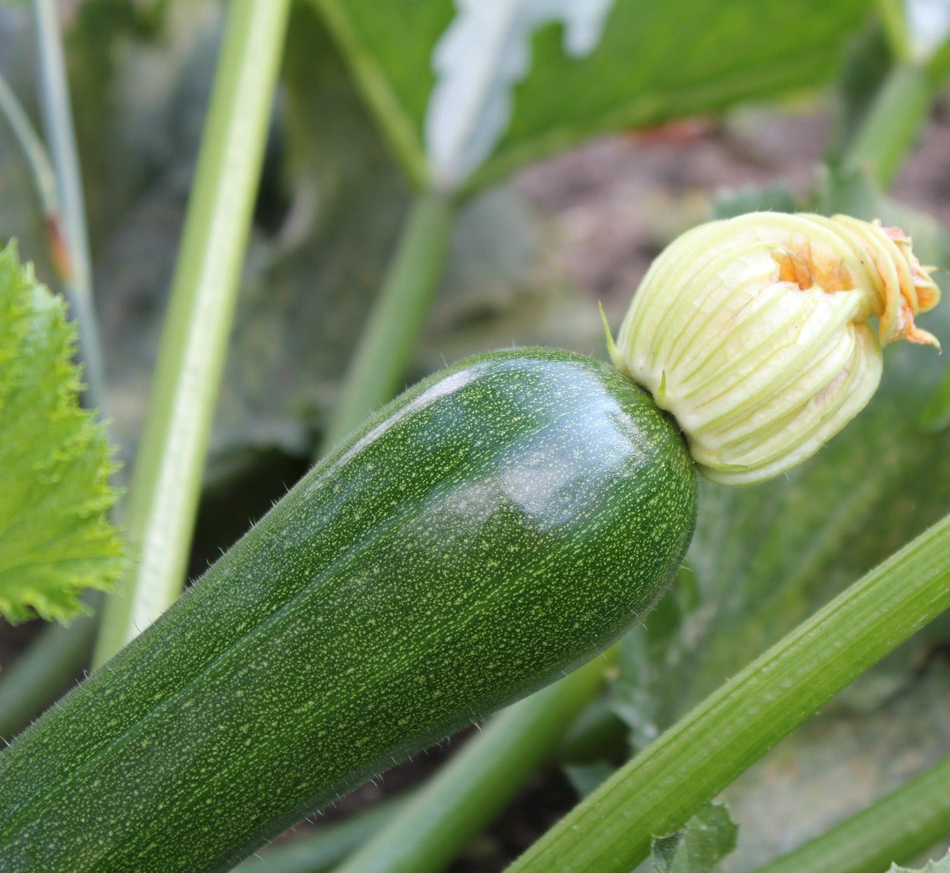 Squash - Astra Polka