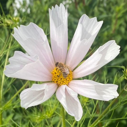 Rosenskära- Sea Shell cosmos