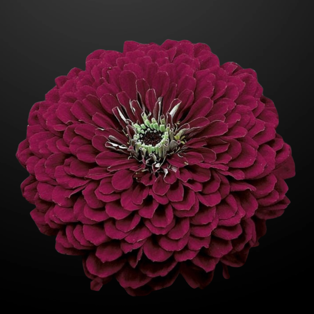 Zinnia - Dahlia blommande