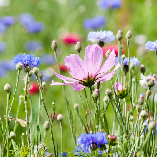 Sommaräng- vilda blommor