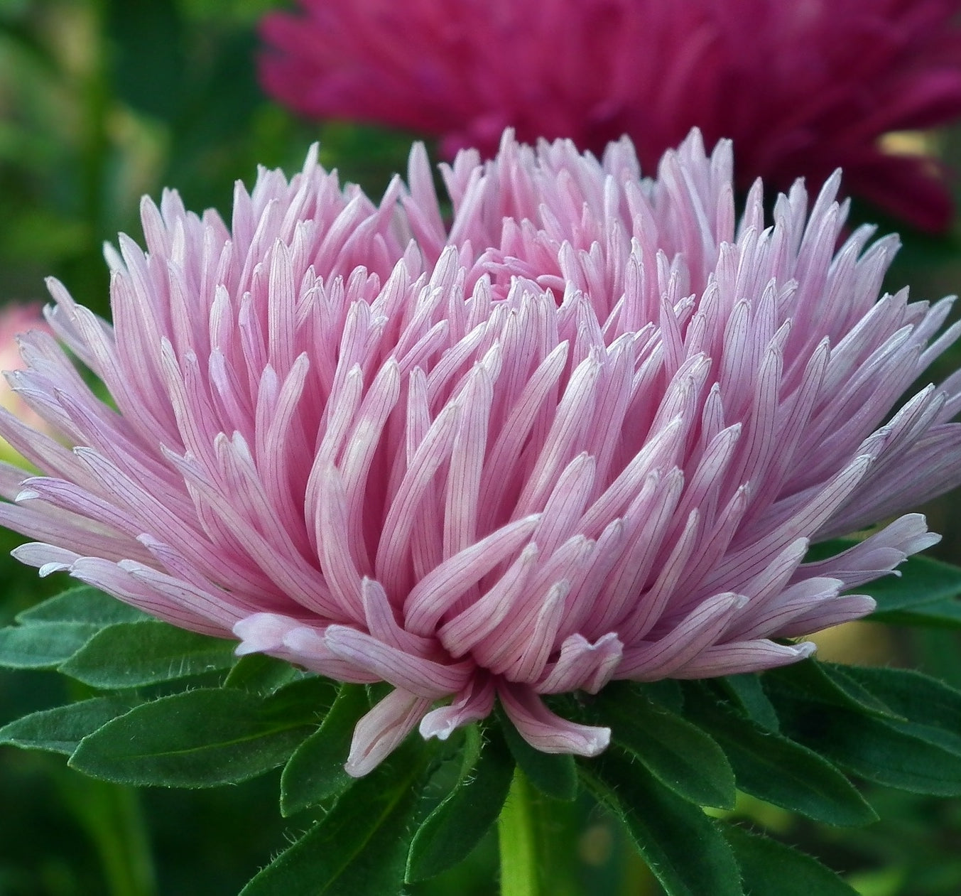 Sommaraster -  Rosa