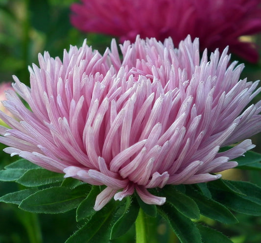 Sommaraster -  Rosa