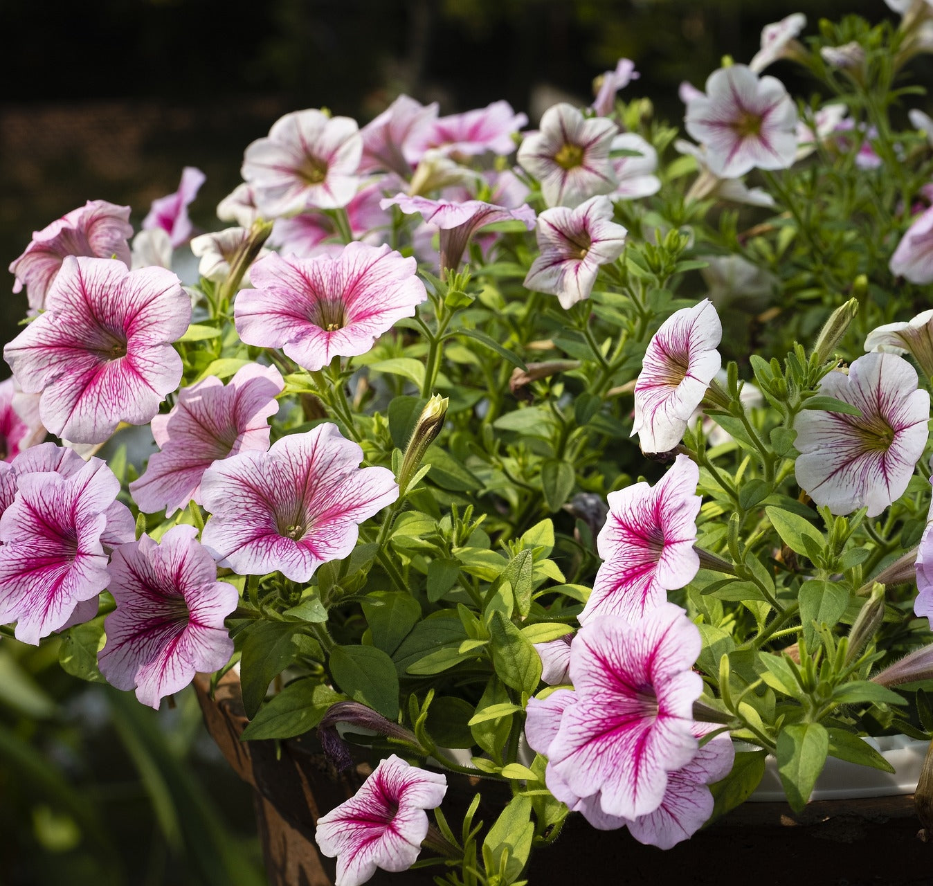Petunia - X hybrida pendula mix