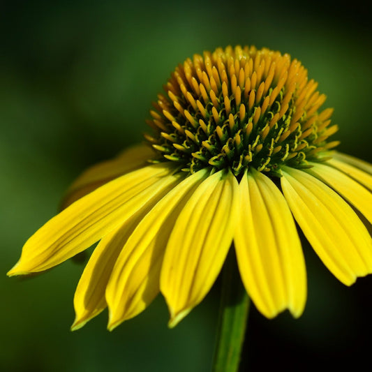 Rudbeckia - Gul Echinacea purpurea