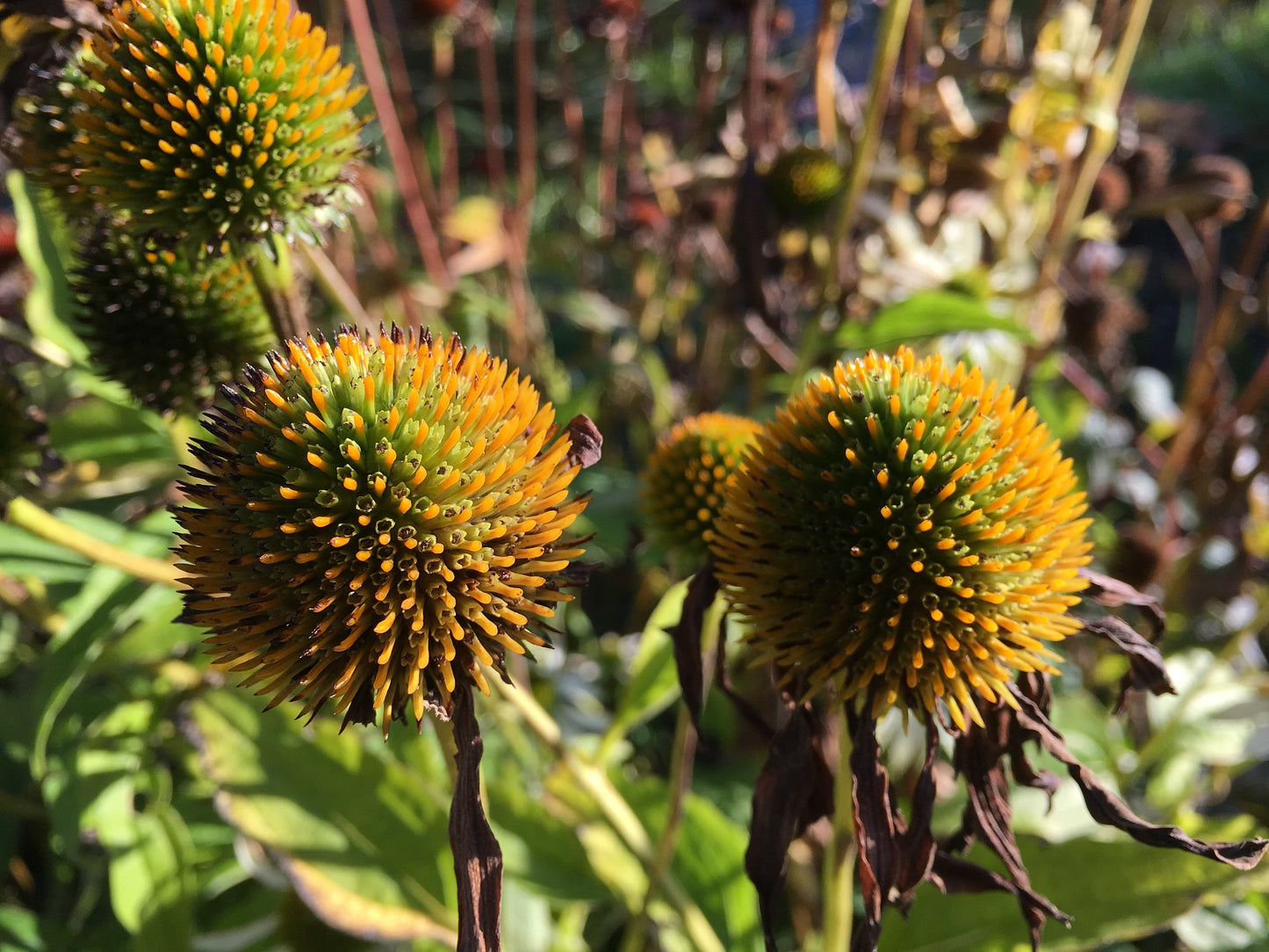 Rudbeckia - Gul Echinacea purpurea