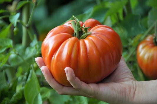 Tomat - Raspberry Giant