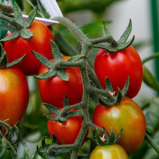 Tomat - Kmicic
