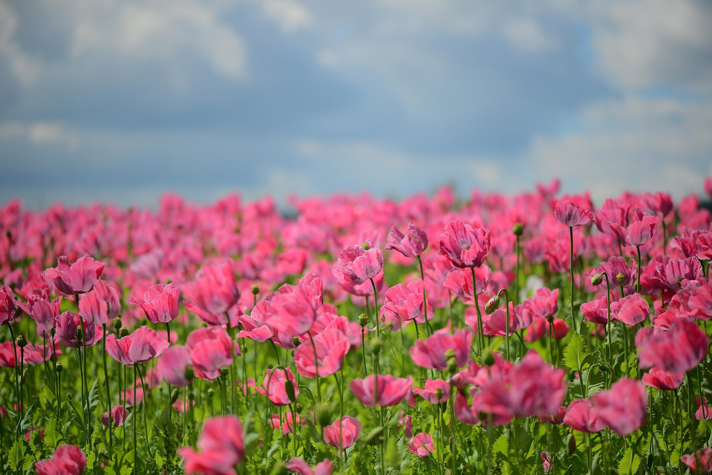 Orientvallmo - Papaver orientale