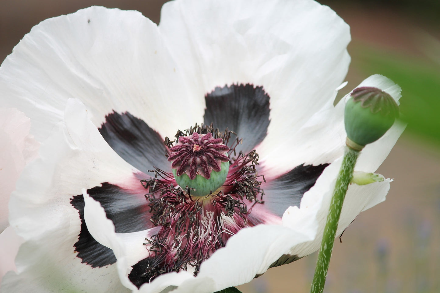 Orientvallmo - Papaver orientale