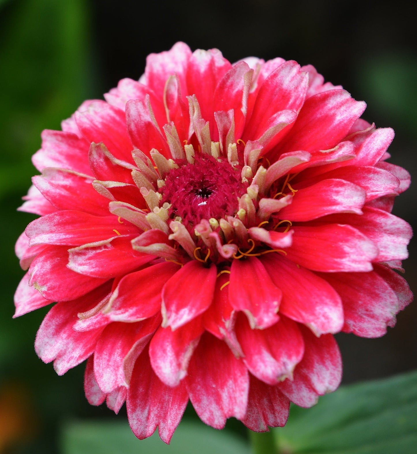 Zinnia - Caroussel