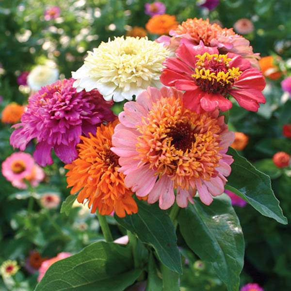 Zinnia - Elegans Scabiosae mix